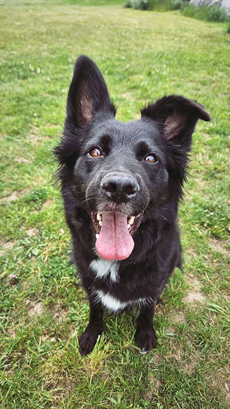 Lin die_mit_den_hunden