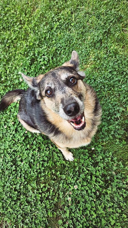 Lin die_mit_den_hunden