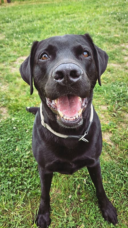 Lin die_mit_den_hunden