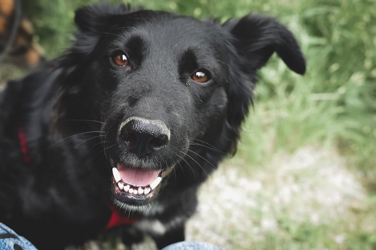 Galerie - Lin - die_mit_den_Hunden