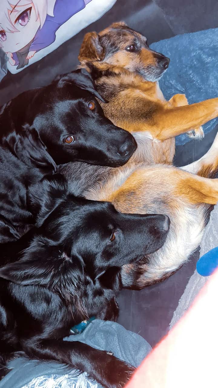 Galerie Lin die_mit_den_Hunden