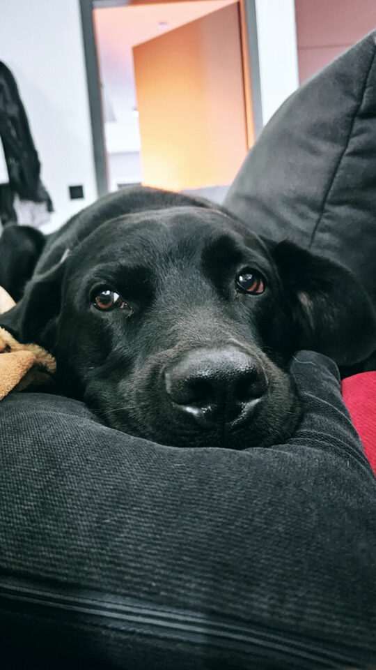 Galerie Lin die_mit_den_Hunden