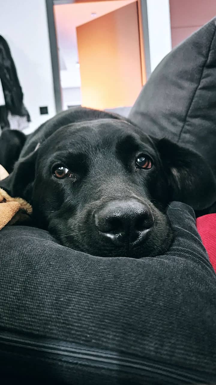 Galerie Lin die_mit_den_Hunden