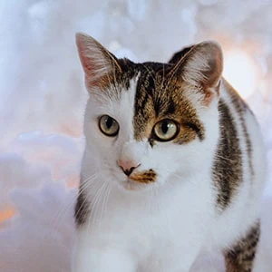 Loki